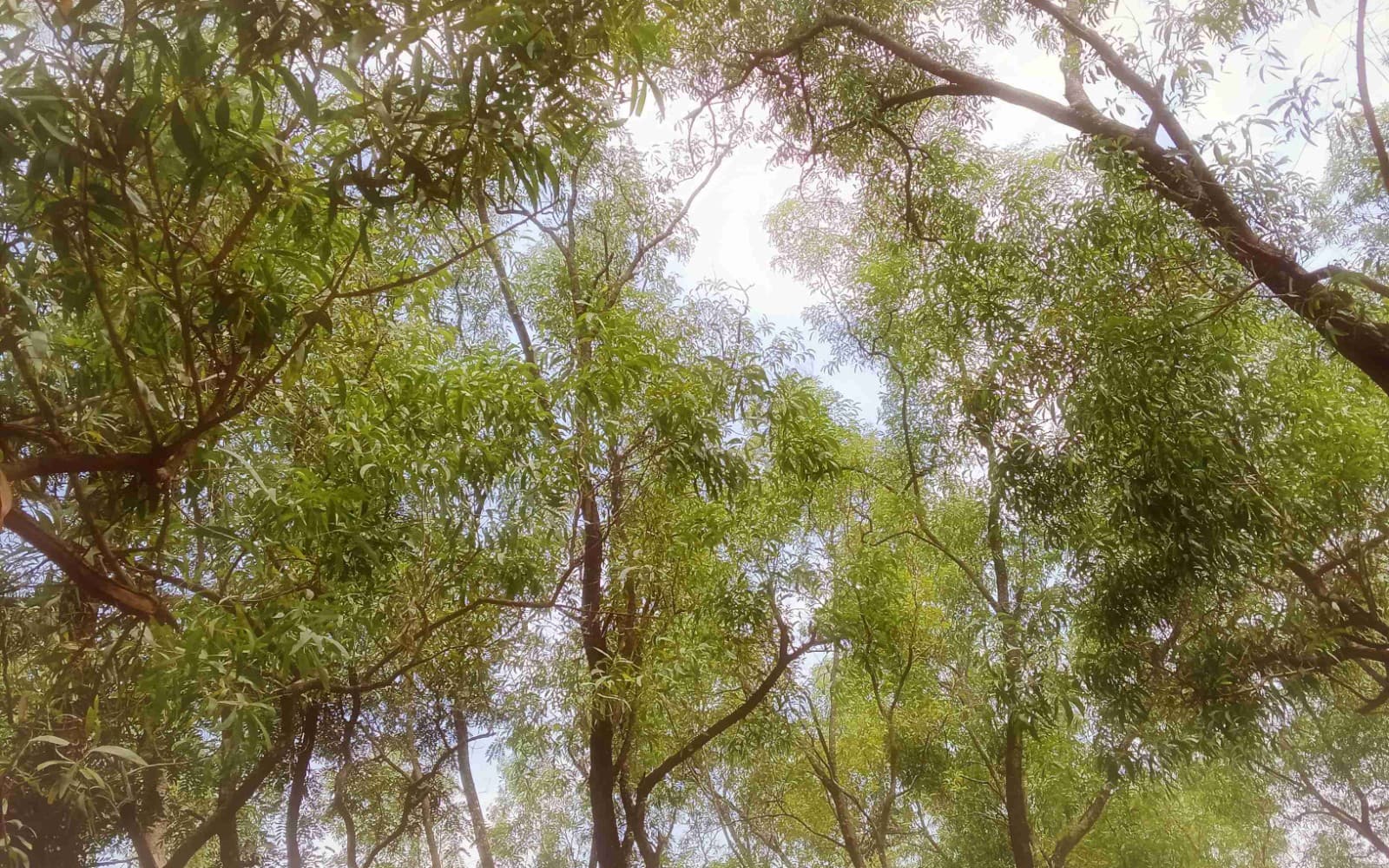 🐍 Snake forest